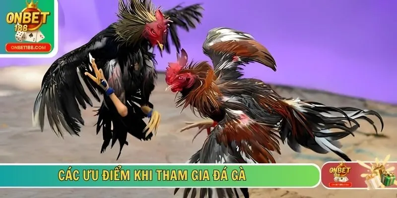 Các ưu điểm khi tham gia đá gà