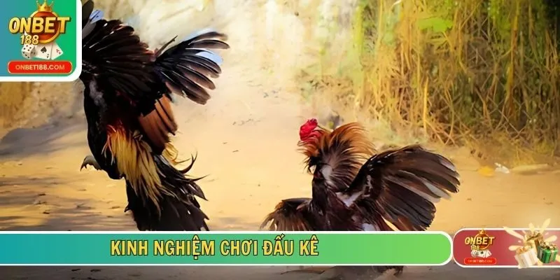 Kinh nghiệm chơi đấu kê