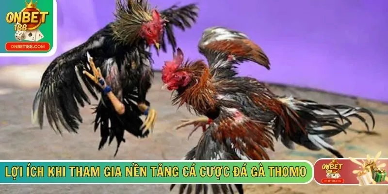 Lợi ích khi tham gia nền tảng cá cược đá gà Thomo